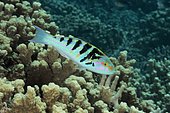 Sixbar Wrasse (Thalassoma hardwicke). Australia, tropical Indo-Pacific oceans