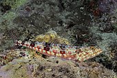 Reef Lizardfish (Synodus variegatus). Australia, Great Barrier Reef, Pacific Ocean