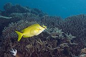Masked Rabbitfish (Siganus puellus). Australia, Great Barrier Reef, Pacific Ocean