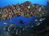 Snappers (family Lutjanidae) and sweetlips (family Haemulidae) under mast of the SS Yongala, which is covered with sponges, cup corals, and oysters. Yongala is a famous shipwreck dive and artificial reef extraordinaire. Australia, Pacific Ocean