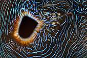 Giant clam (Tridacna sp.), close-up detail of siphon and mantle. Australia, Great Barrier Reef, Pacific Ocean. Photo Copyright © Brandon Cole. All rights reserved worldwide. www.brandoncole.com