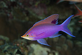 Purple Anthias (Pseudanthias tuka), male. Australia, Great Barrier Reef, Pacific Ocean