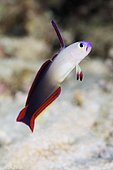 Fire Dartfish (Nemateleotris magnifica). Australia, Great Barrier Reef, Pacific Ocean