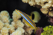 Redbreasted Wrasse (Cheilinus fasciatus), to 35cm. Australia. Distribution: Tropical Indo-West Pacific oceans