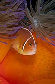 Pink Anemonefish (Amphiprion perideraion) lives in symbiotic association with Magnificent Sea Anemone (Heteractis magnifica). Australia, Great Barrier Reef, Pacific Ocean