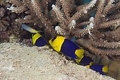 Bicolor Angelfish (Centropyge bicolor), four sheltering at base of branching hard coral. Australia, tropical Indo-Pacific oceans