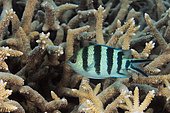 Scissortail Sergeant (Abudefduf sexfasciatus). Australia, Great Barrier Reef, Pacific Ocean