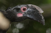 Portrait of Black Hornbill (Anthracoceros malayanus)