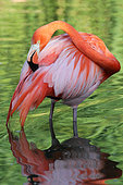 American Flamingo (Phoenicopterus ruber ruber)