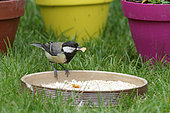 Great Tit (Parus major) eating in a bowl