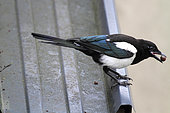 Eurasian Magpie (Pica pica) young with berry on a roof