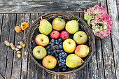 Basket of various fruits in a basket on a garden table, autumn, Pas de Calais, France