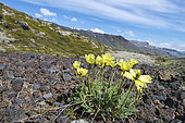 Rooted Poppy (Papaver radicatum) flowers, Iceland