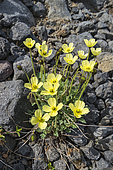 Rooted Poppy (Papaver radicatum) flowers, Iceland