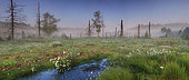Cotton grass flowers and dead trees in a bog in the mist of dawn, Ardennes, Belgium
