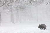 Sanglier d'Eurasie (Sus scrofa) sous la neige en forêt, Ardenne, Belgique