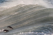 Otaries à fourrure du Cap (Arctocephalus pusillus) émergeant d'une vague, Océan Atlantique, Namibie