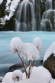 Inflorescence of Great Hogweed (Heracleum mantegazzianum) covered with snow in front of a waterfall and a torrent, Iceland