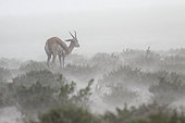 Springbok (Antidorcas marsupialis) in the stormy rain, Namibia