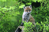 Red fox (Vulpes vulpes) young among the blueberry blossoms, Ardennes, Belgium
