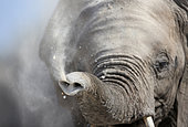 Eléphant d'Afrique (Loxodonta africana) éléphanteau soufflant de la poussière, Namibie