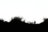 Silhouette de Gemsbok (Oryx gazella) dans les dunes, Désert du Namib, Namibie