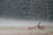 Old red deer (Cervus elaphus) smelling a fawn in the mist, Fagne, Wallonia, Belgium