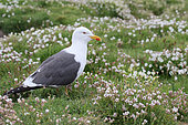 Brown Gull (Larus fuscus) adult watching its territory in the Sea Campions (Silene maritima), Scotland