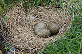 Brown Gull (Larus fuscus) eggs at nest in grass, Scotland