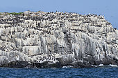 Troil guillemot (Uria aalge) colony in whitewashed cliffs, Farnes Archipelago, England