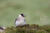 Arctic Skua (Stercorarius parasiticus) adult clear phase watching its territory, Highland, Scotland