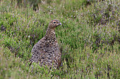 Scotish Ptarmigan (Lagopus lagopus scoticus) female in the heather, Highland, Scotland