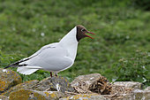 Black-headed Gull (Chroicocephalus ridibundus) adult defending his few days chicks while shouting, Farnes Archipelago, England