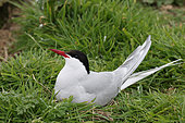 Sandwich tern (Thalasseus sandvicensis) adult brooding at nest in grass, Scotland