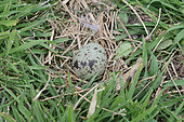 Sandwich tern (Thalasseus sandvicensis) one egg in nest, Scotland
