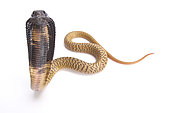 Egyptian cobra (Naja haje) young on white background