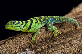 Green thornytail iguana (Uracentron azureum), Suriname