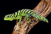 Green thornytail iguana (Uracentron azureum), Suriname
