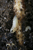 Cabbage Root Fly (Delia radicum) larvae attacking the roots of a young broccoli plant. Surrey, England