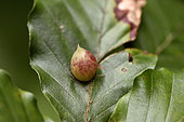 Gall midge (Mikiola fagi), Gall of beech leaves in forest, Giromagny, Territoire de Belfort, France