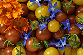 Récolte de Tomates cerises (Solanum lycopersicum), fleurs de Bourrache (Borago officinalis) et Souci (Calendula officinalis) dans un panier pour salade, Jardin potager, Territoire de Belfort, France