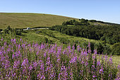 Fireweed (Epilobium augustifolium))and Vosges cows, Ridge Road in the summer to Le Hohneck, Hautes-Vosges, France