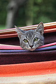 Kitten in a colorful hammock