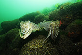 European common cuttlefish (Sepia officinalis) mating on bottom, Hossegor, France, Atlantic Ocean