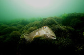 European common cuttlefish (Sepia officinalis) on bottom, Hossegor, France, Atlantic Ocean