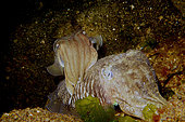 European common cuttlefish (Sepia officinalis) mating on bottom, Hossegor, France, Atlantic Ocean