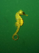 Long-snouted Seahorse (Hippocampus guttulatus) in open water, Constanta, Romania, Black Sea