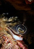 Striped blenny (Parablennius rouxi) in front of Sea Squirt on bottom, Agay, France, Mediterranean Sea
