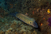 Mediterranean moray (Muraena helena) on bottom, Agay, France, Mediterranean Sea