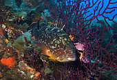 Dusky Grouper (Epinephelus marginatus) in reef, Agay, France, Mediterranean Sea